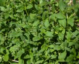 Asperugo procumbens. Цветущие растения. Казахстан, Восточно-Казахстанская обл., Усть-Каменогорск, городской газон. 19.05.2019.