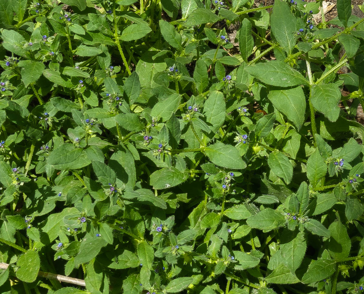 Image of Asperugo procumbens specimen.