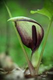 Arum orientale