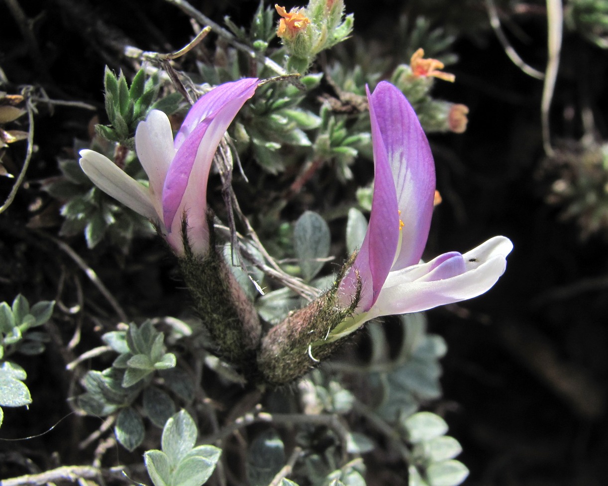 Изображение особи Astragalus fissuralis.