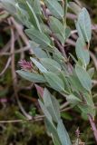 Salix myrtilloides. Часть боковой ветви с почти зрелыми плодами. Свердловская обл., окр. г. Заречный, Черемшанское болото. 13.06.2019.