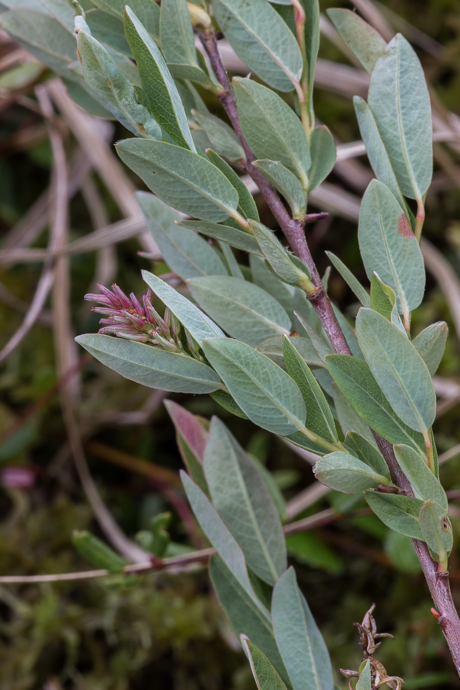 Image of Salix myrtilloides specimen.