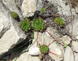 Sempervivum caucasicum. Вегетирующие растения. Дагестан, Левашинский р-н, окр. с. Цудахар, каменистая осыпь. 10 июня 2019 г.