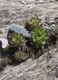 Sempervivum caucasicum