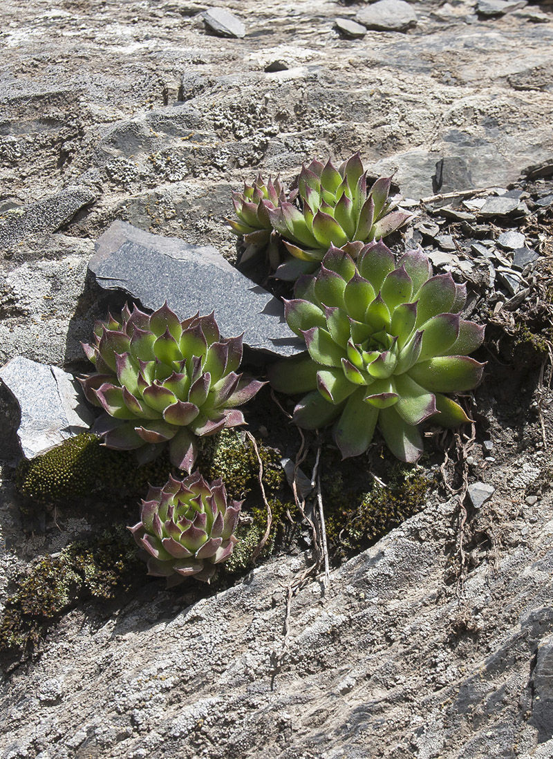 Изображение особи Sempervivum caucasicum.