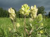 Oxytropis pilosa. Верхушка цветущего растения. Казахстан, Южный Алтай, подножье хр. Сарымсакты, разнотравный луг на правобережной стороне р. Буркит в окр. с. Топкайын. 23 июня 2019 г.