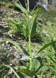 Nepeta sibirica. Часть побега. Алтай, 24 км СЗЗ с. Акташ, долина р. Чуя, каменистая осыпь. 6 июля 2019 г.