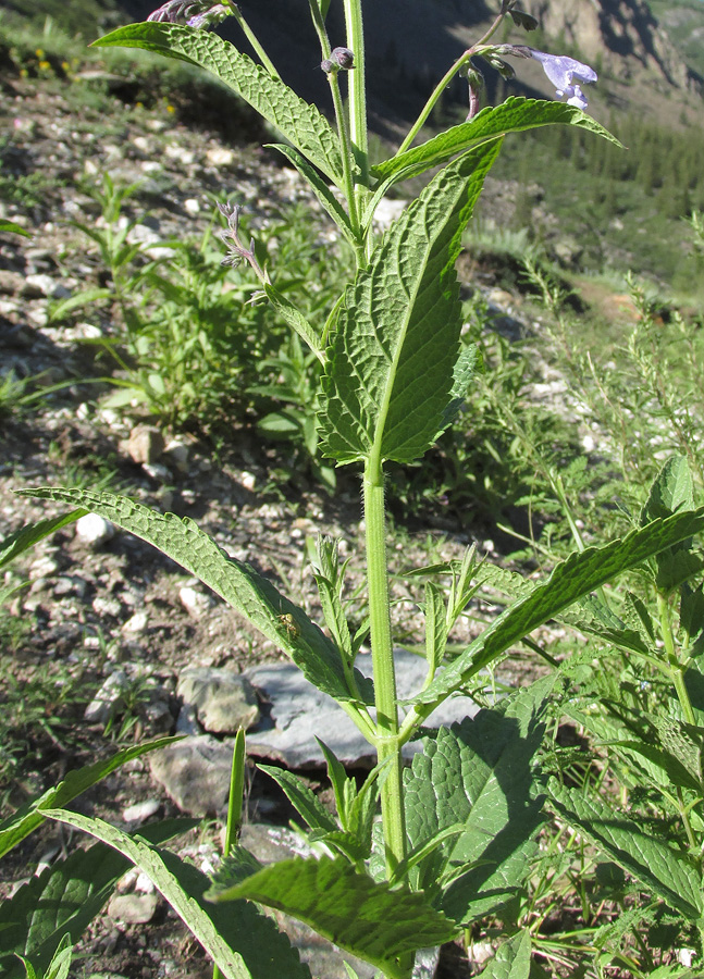 Изображение особи Nepeta sibirica.