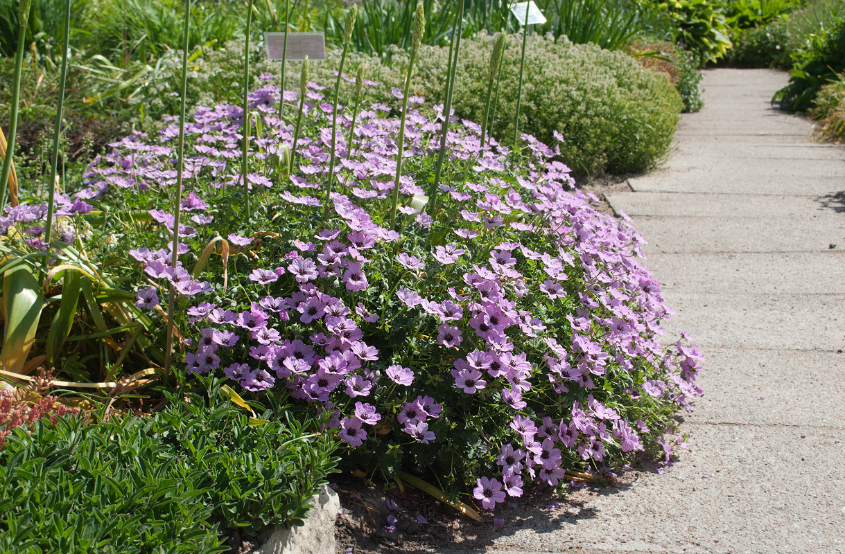 Изображение особи Geranium cinereum.