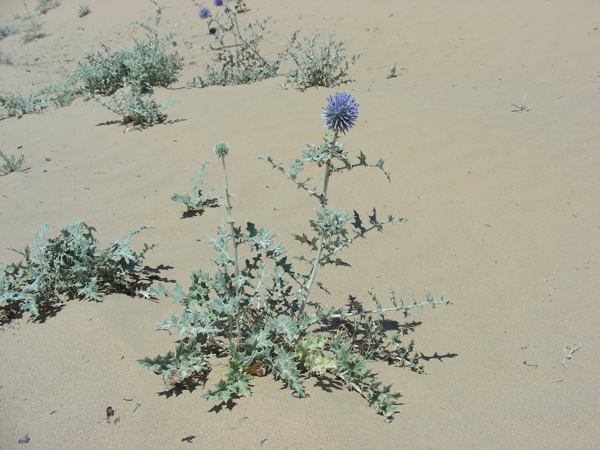 Изображение особи Echinops albicaulis.