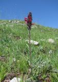 Echium russicum