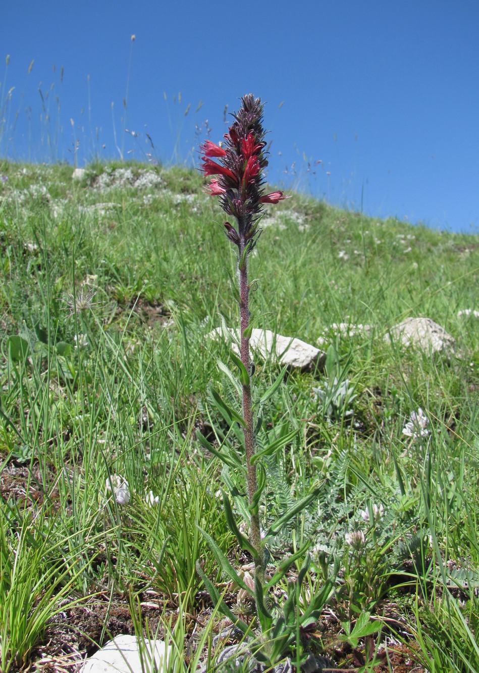 Изображение особи Echium russicum.