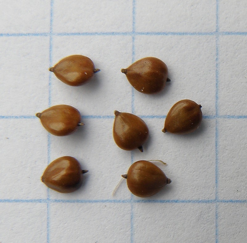 Image of Bolboschoenus maritimus var. compactus specimen.