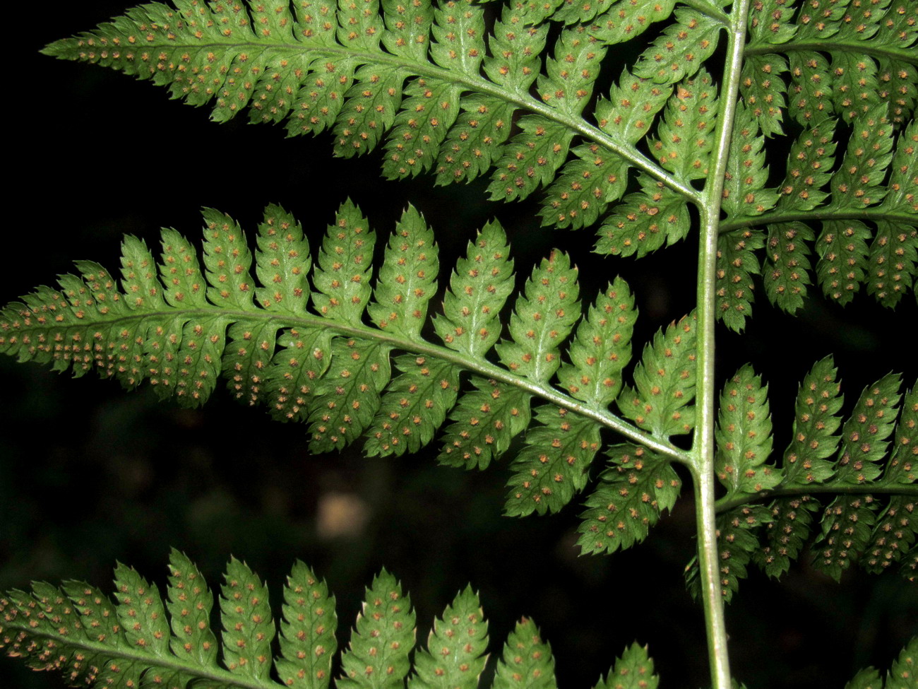 Image of Dryopteris carthusiana specimen.