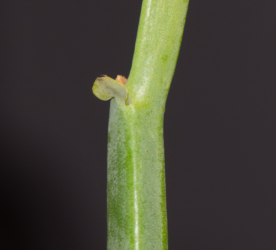 Изображение особи Pelargonium tetragonum.