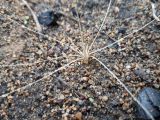 Hordeum jubatum
