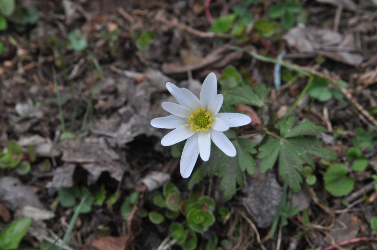 Image of Anemone caucasica specimen.