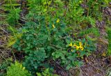 Chamaecytisus ruthenicus