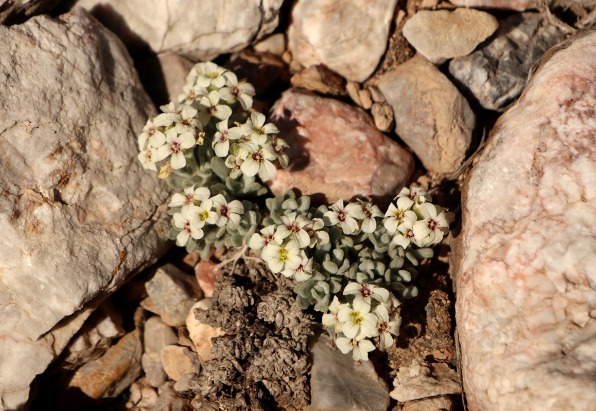 Image of Phaeonychium abalakovii specimen.