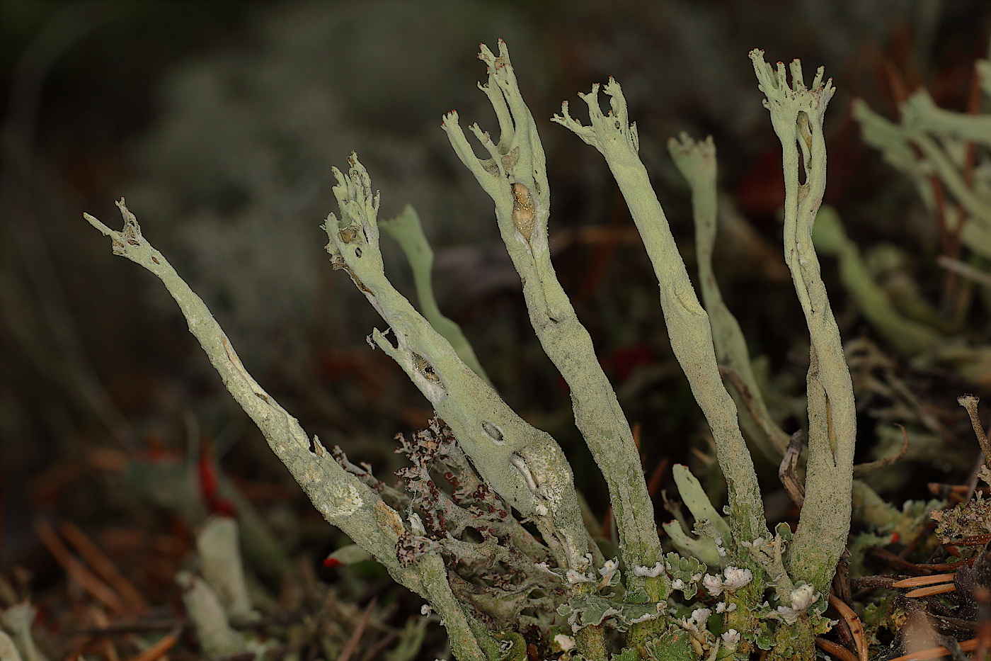 Image of Cladonia deformis specimen.