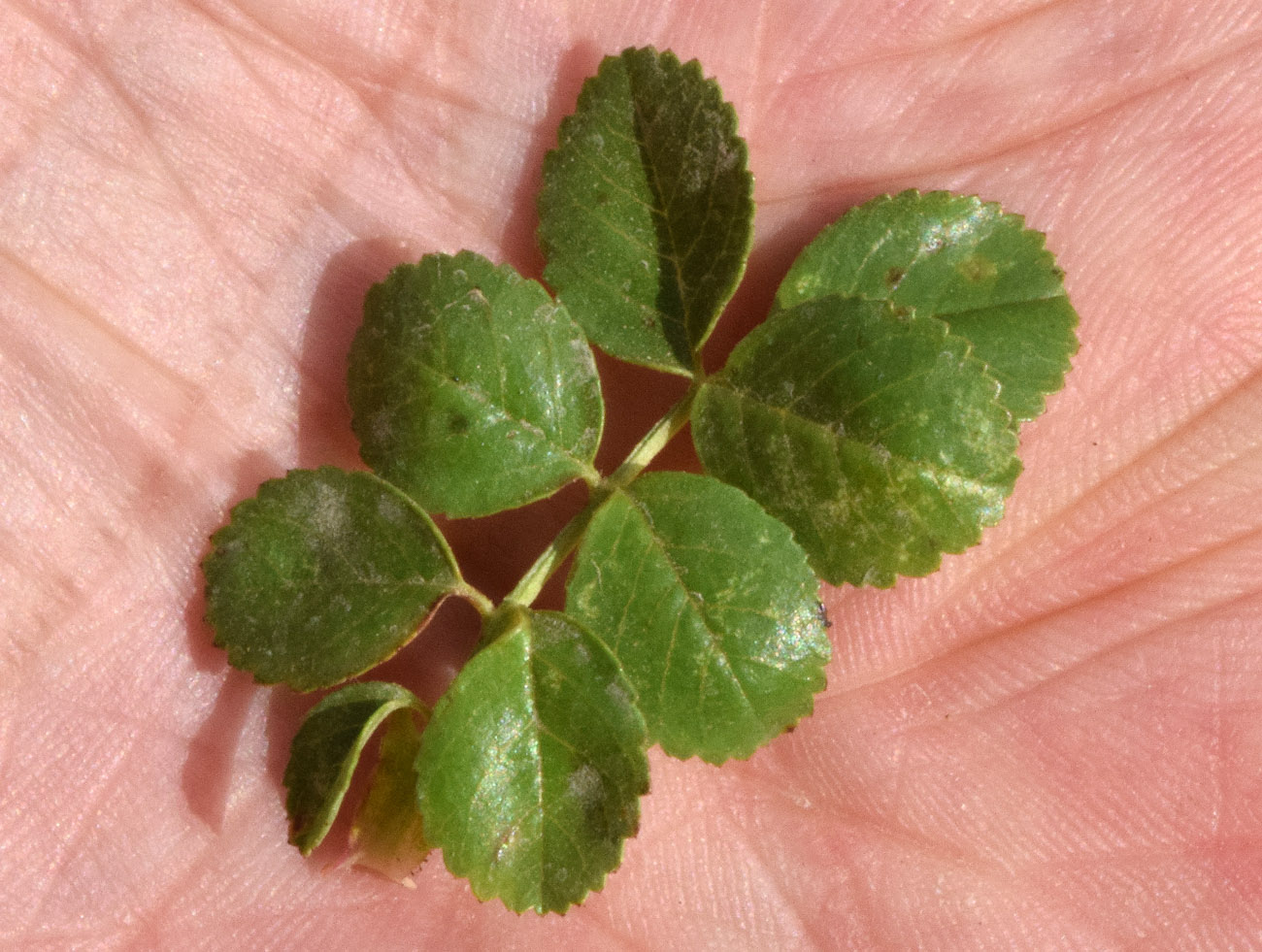 Image of Rosa maracandica specimen.