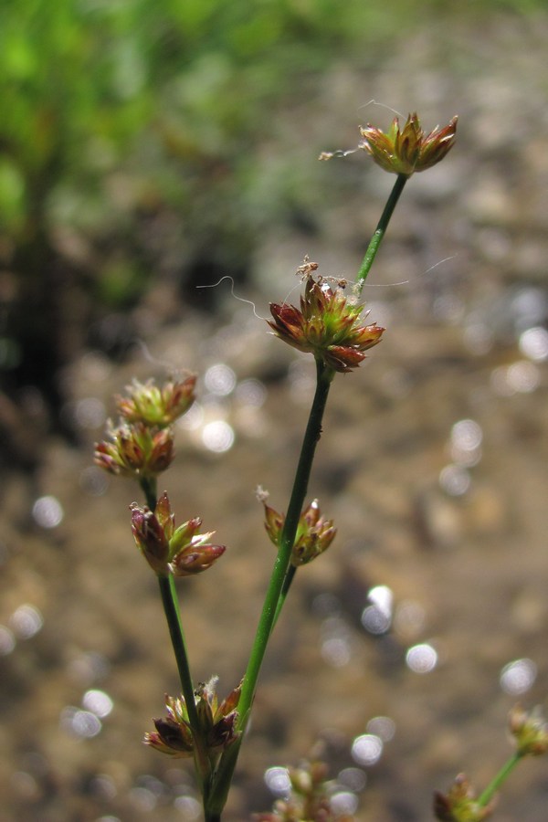 Изображение особи Juncus articulatus.