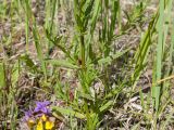 Rhinanthus aestivalis