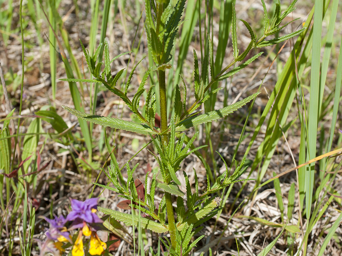 Изображение особи Rhinanthus aestivalis.