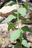 род Haplophyllum