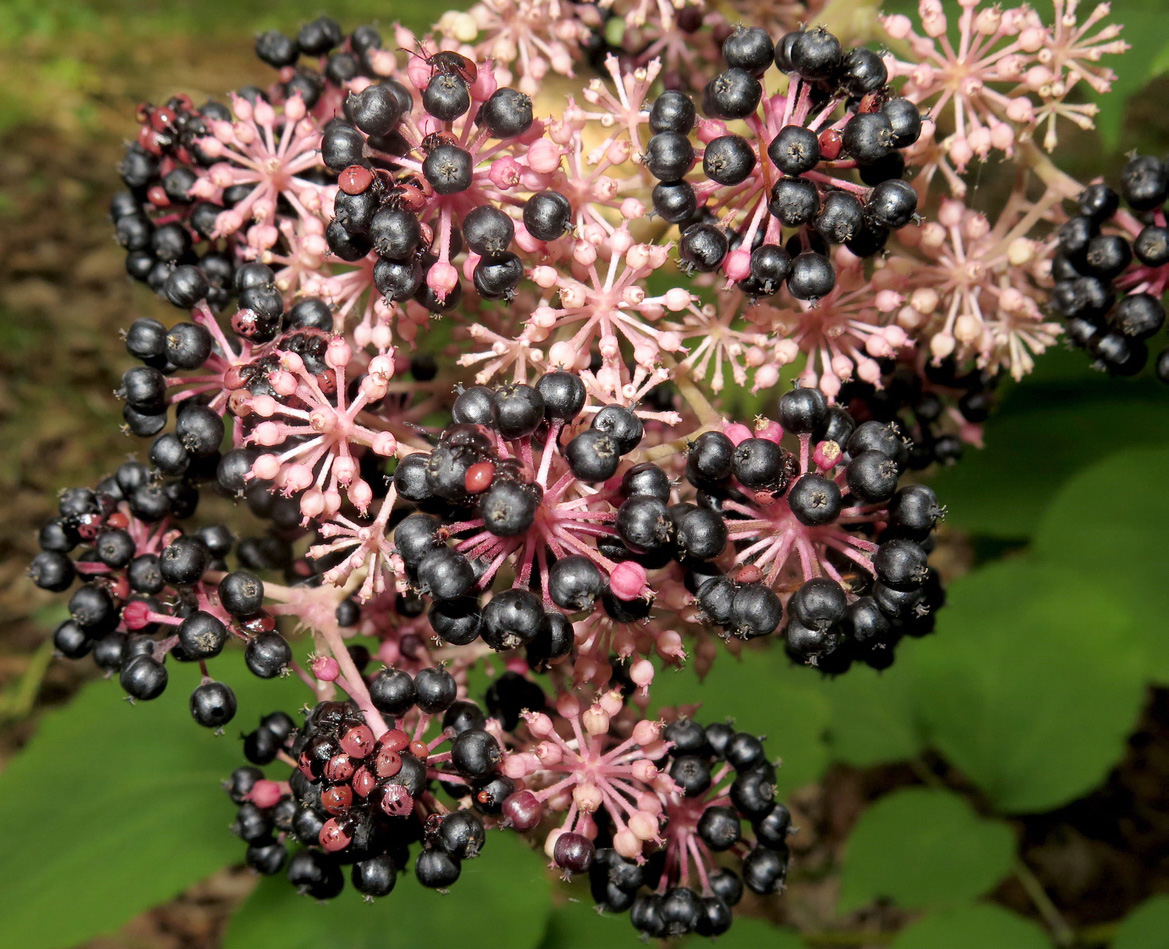 Изображение особи Aralia continentalis.