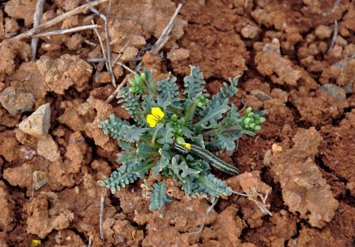 Изображение особи Chorispora sibirica.