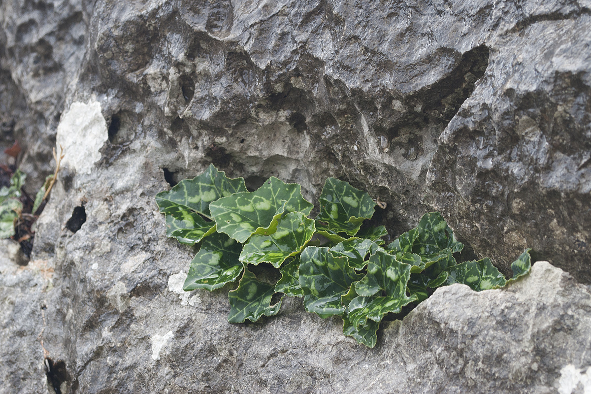 Изображение особи Cyclamen graecum ssp. anatolicum.