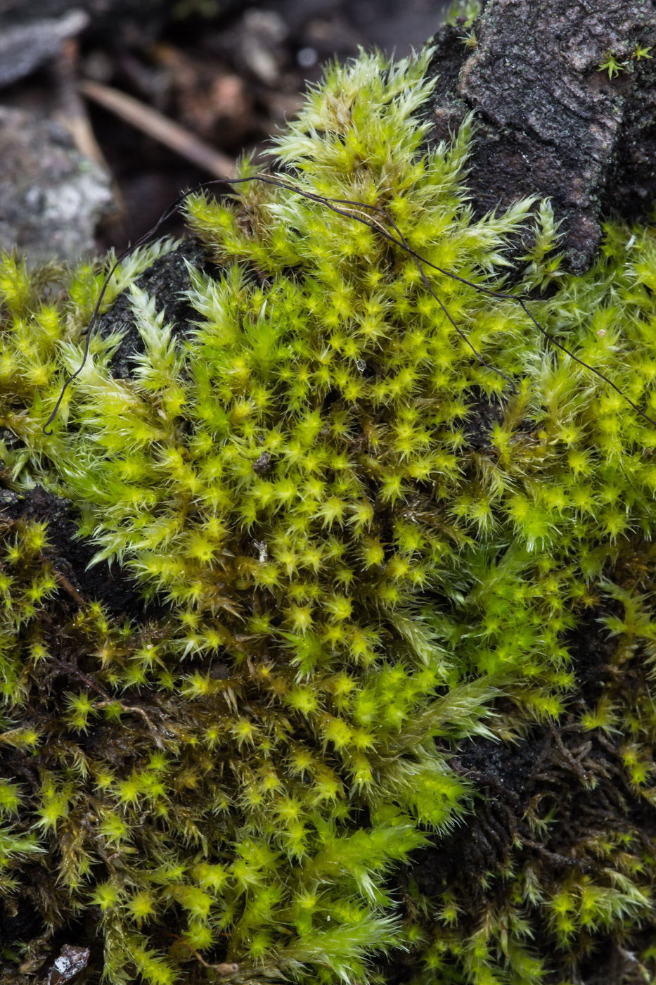 Image of Pylaisia polyantha specimen.