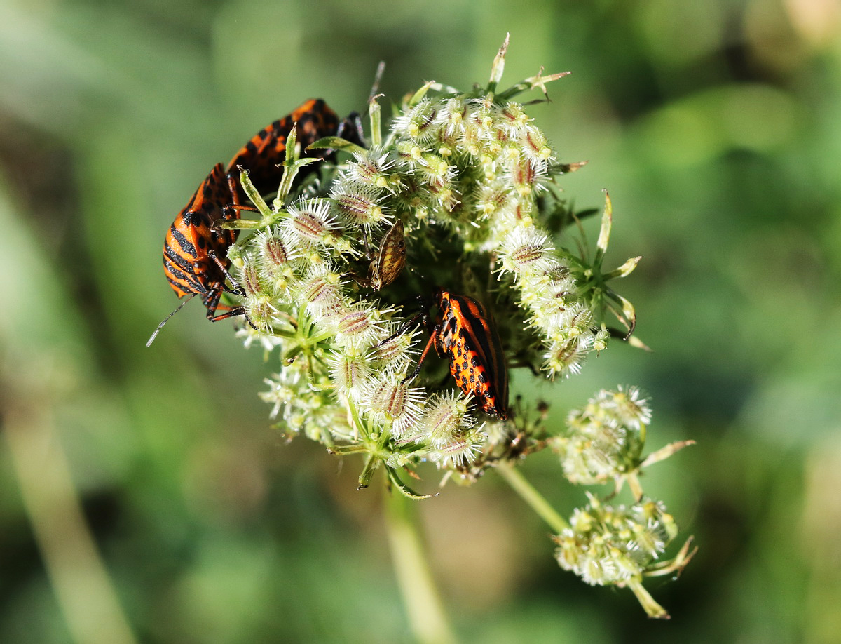 Image of Daucus carota specimen.