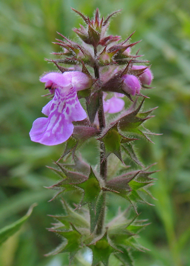 Изображение особи Stachys palustris.