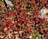 Sedum microcarpum