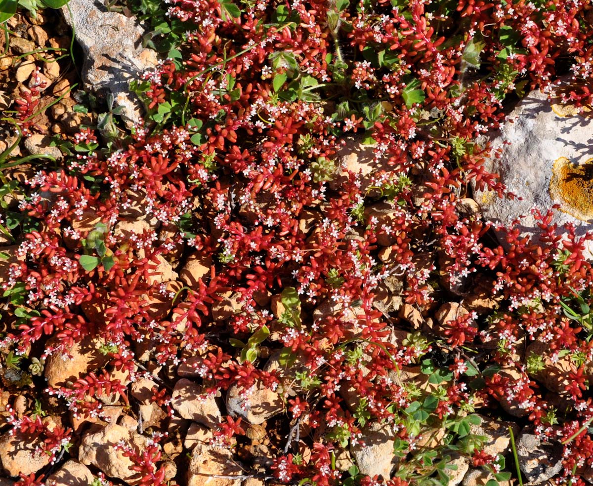 Image of Sedum microcarpum specimen.