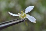 Amelanchier spicata