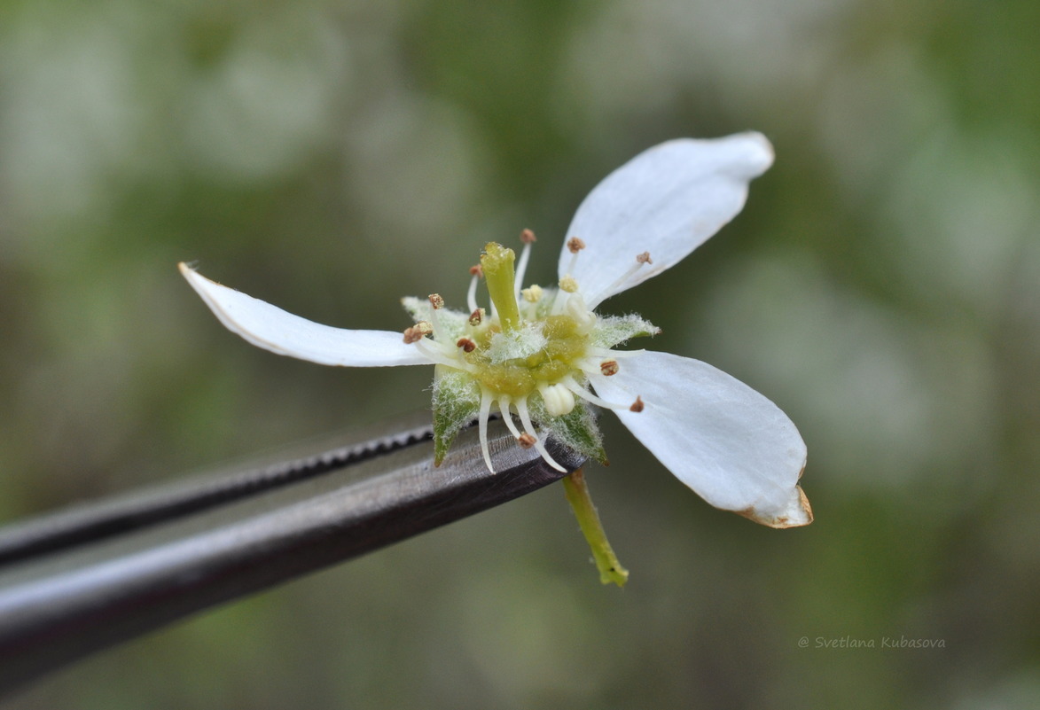 Изображение особи Amelanchier spicata.