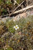 Erophila verna