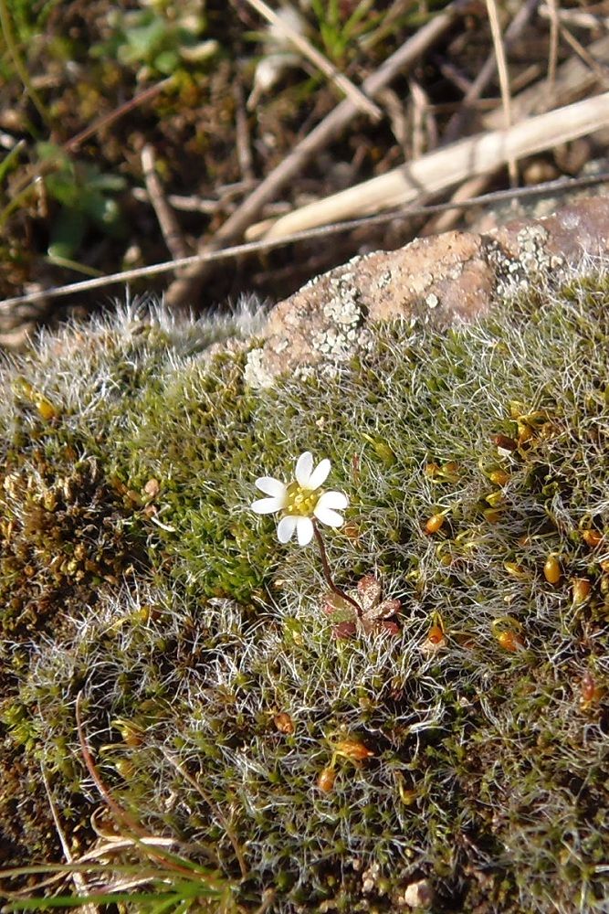 Изображение особи Erophila verna.