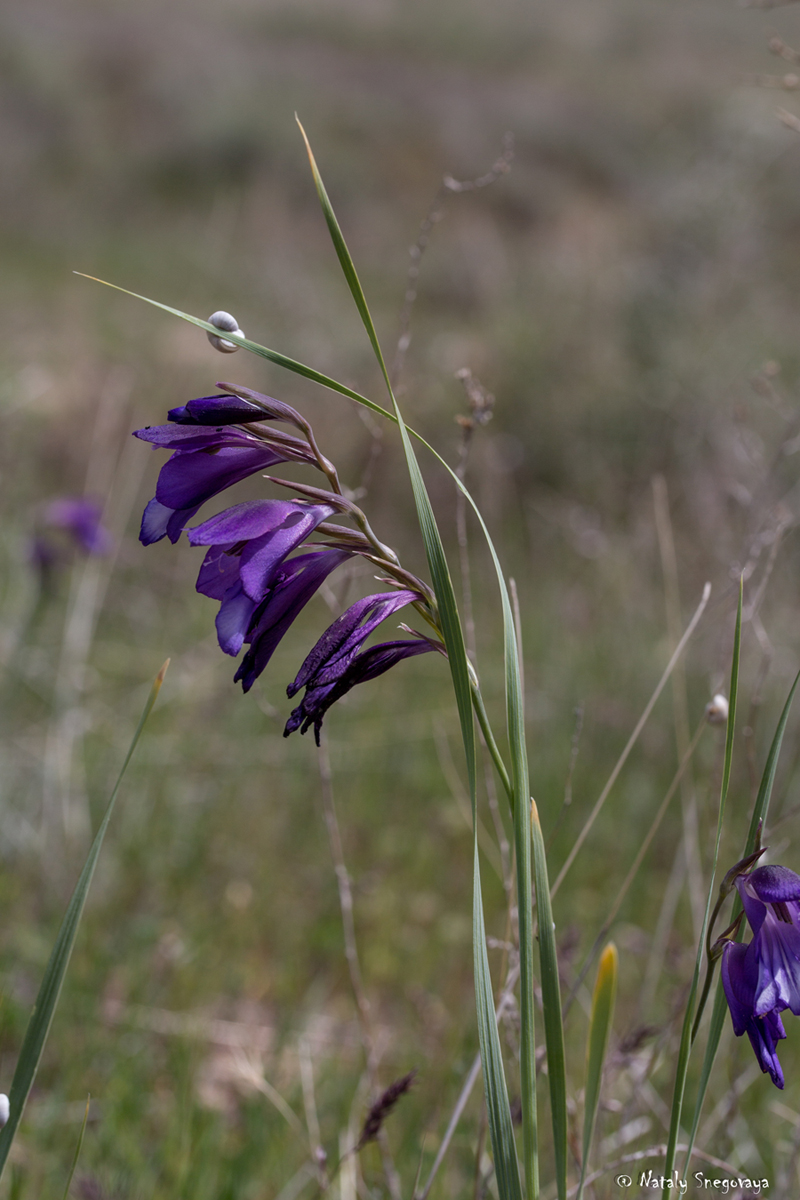 Изображение особи Gladiolus atroviolaceus.