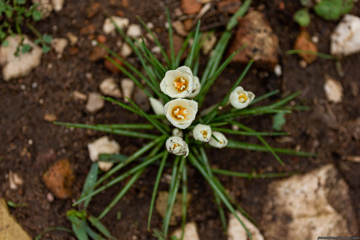 Image of Crocus boryi specimen.