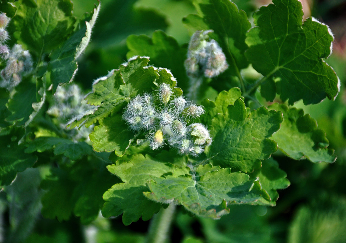 Image of Chelidonium majus specimen.