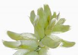 Astragalus uliginosus. Цветки. Республика Алтай, Шебалинский р-н, горное редколесье на гребене отрога г. Соловковая, около 650 м н.у.м. 28.07.2010.