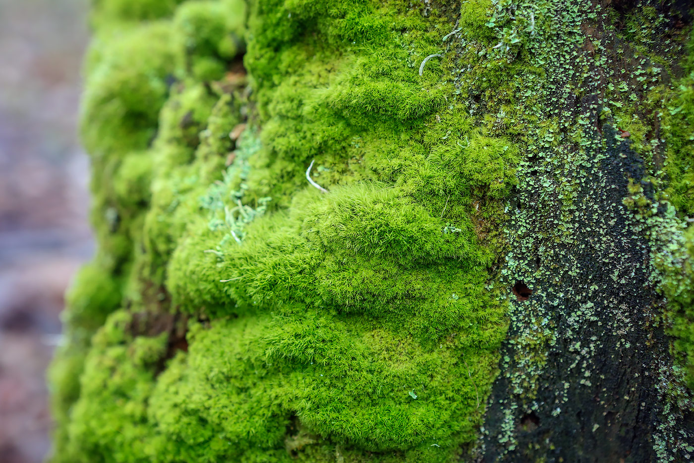 Image of class Bryopsida specimen.