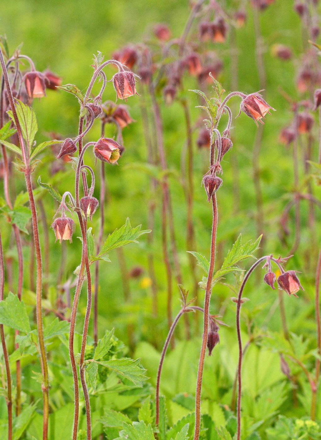 Image of Geum rivale specimen.