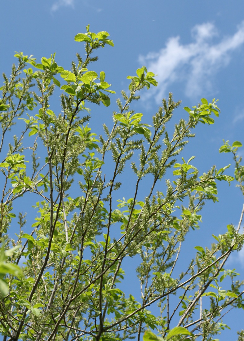 Image of Salix aurita specimen.