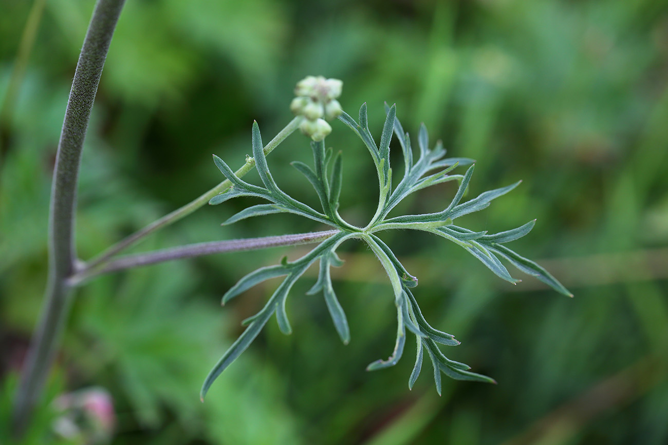 Image of Aconitum barbatum specimen.