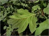 genus Crataegus